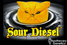 An image of Sour Diesel