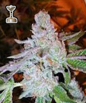An image of Tahoe OG