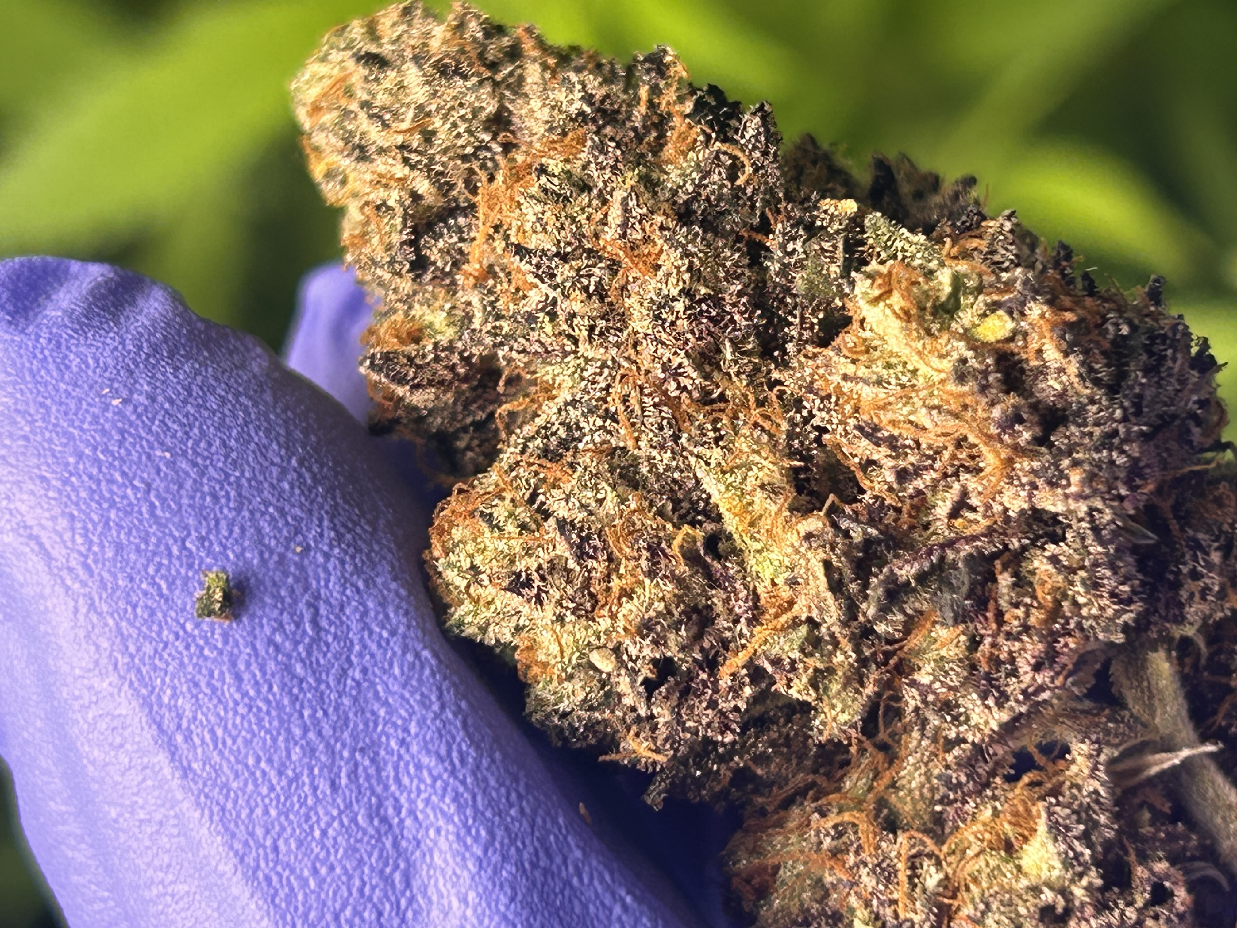 An image of Emerald Truffles