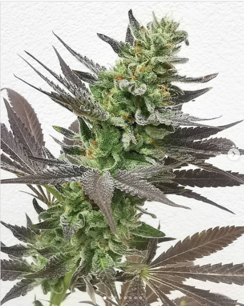 An image of Milky Black Cheezuz