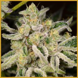 An image of Citrus Rush