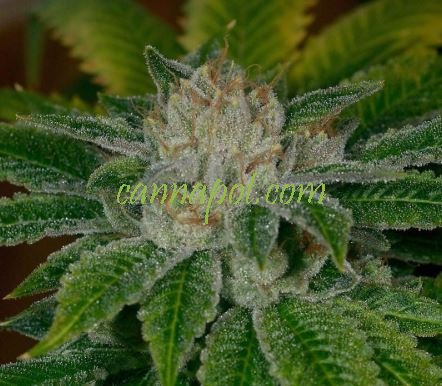 An image of Clearwater Kush