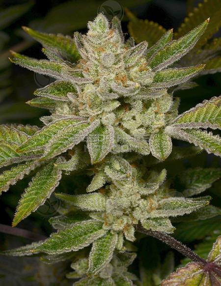 An image of Dank Dough