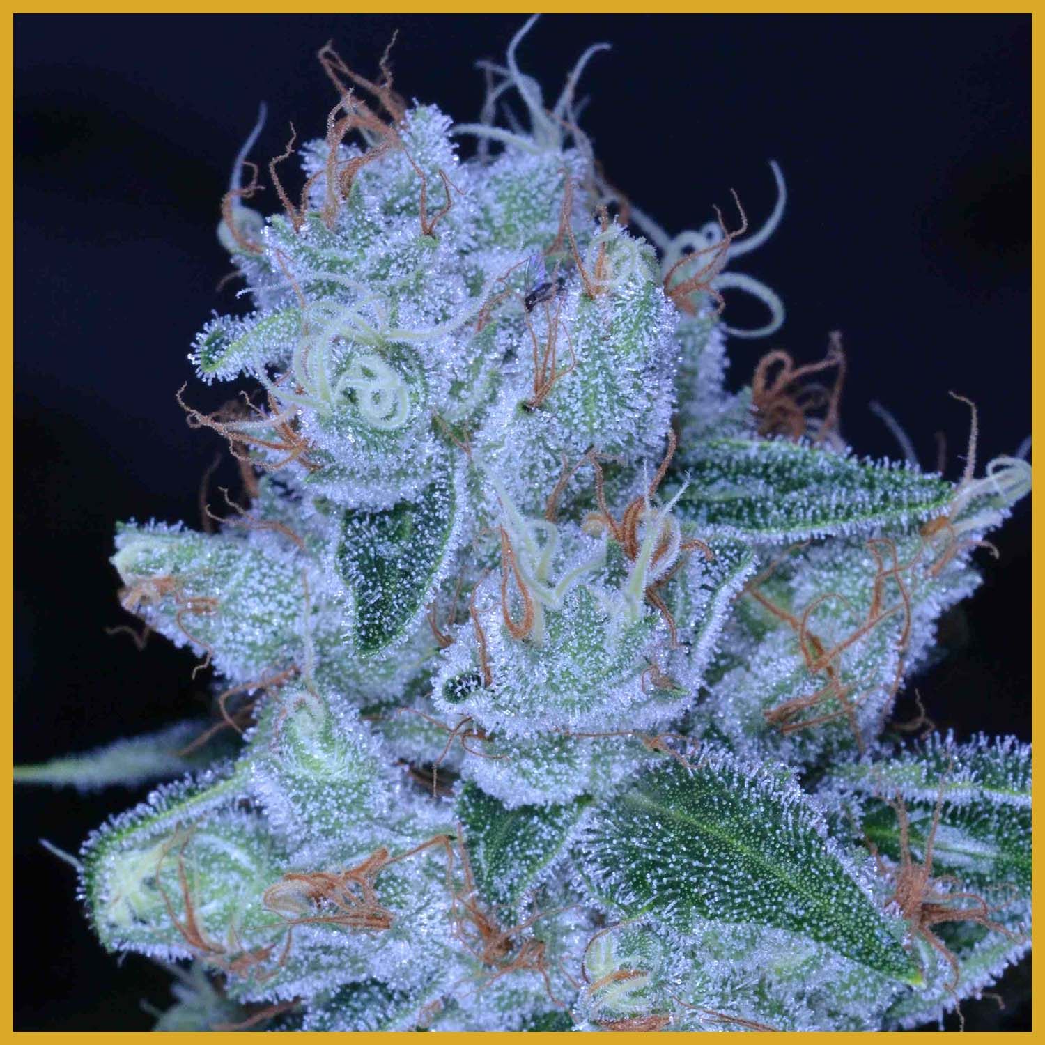 An image of Designer OG