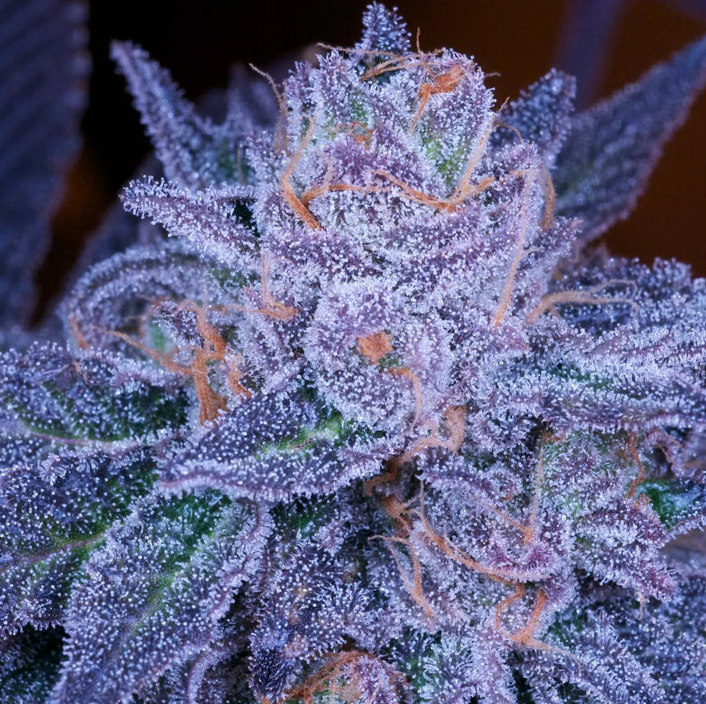 An image of Grimace V2