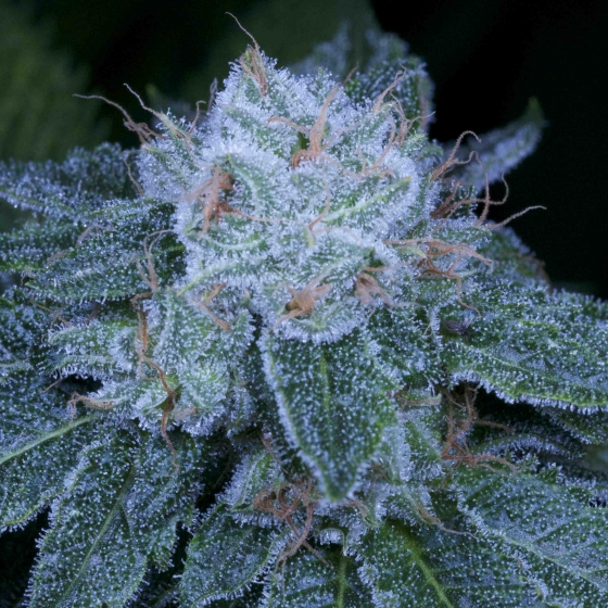 An image of HashBar OG