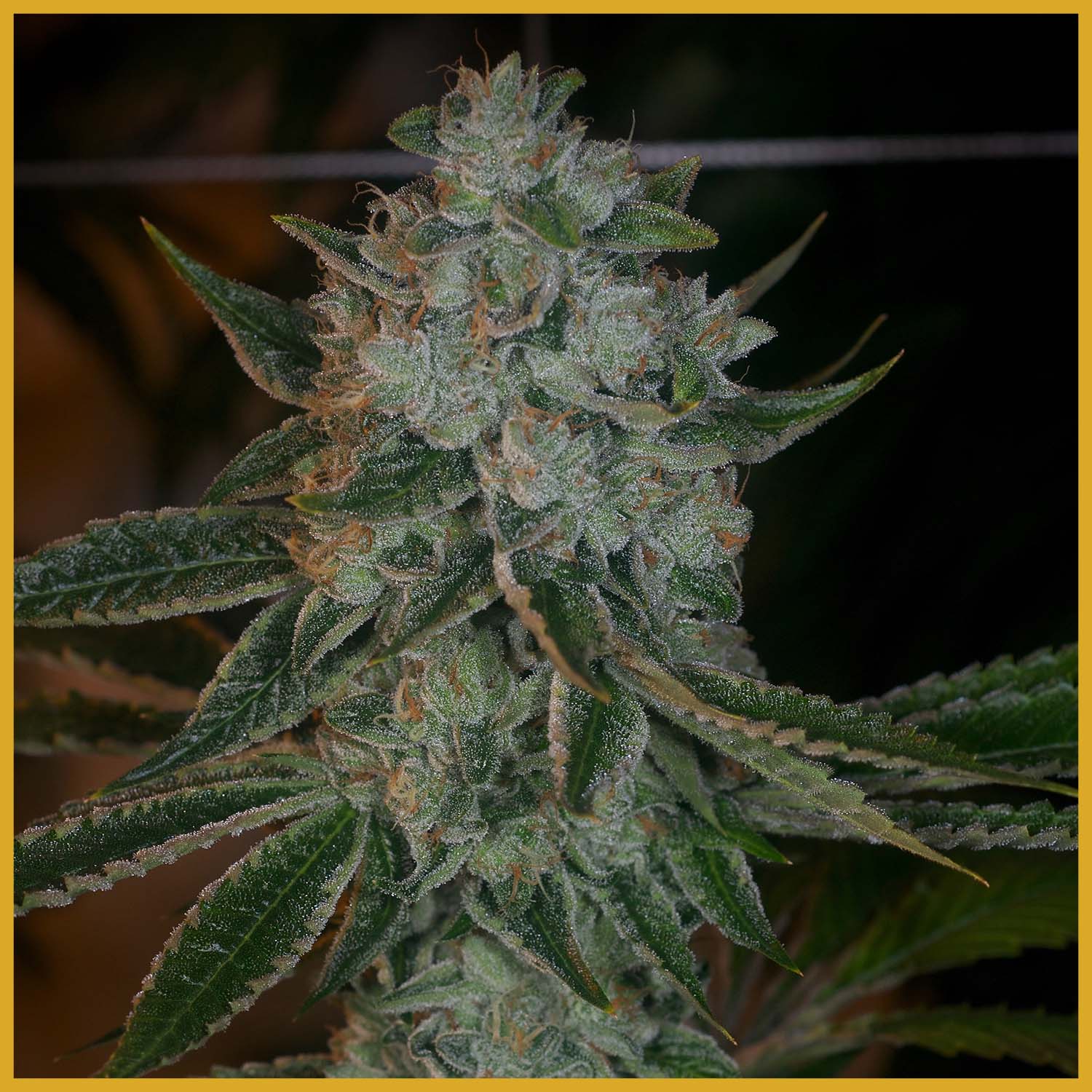 An image of Heavenly OG