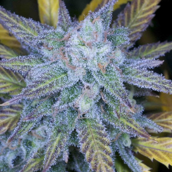 An image of Lemon Amnesia