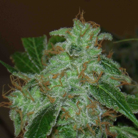 An image of Mr. Dank's Golden Ticket