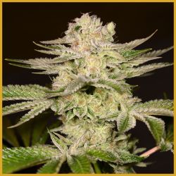 An image of Petro Chem
