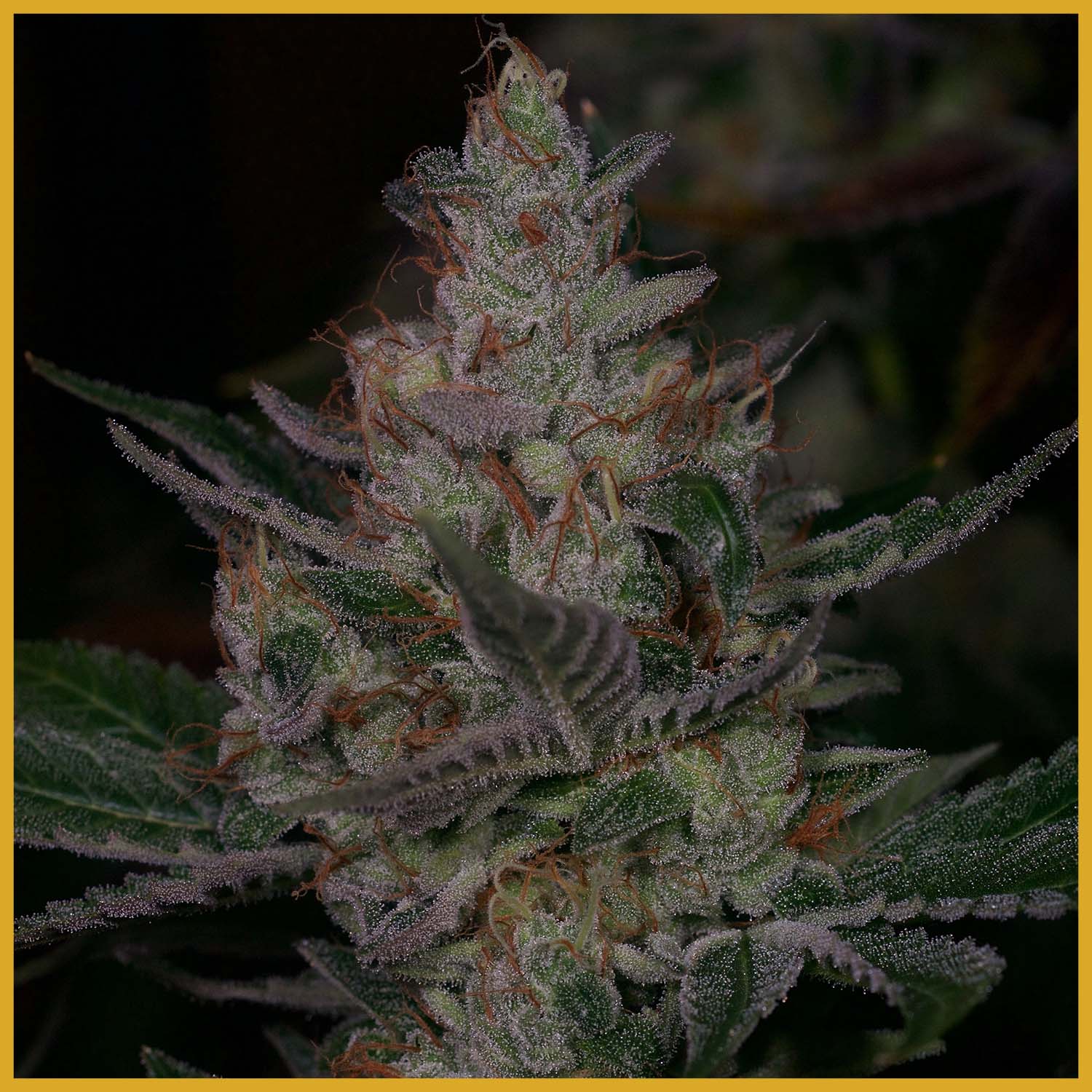An image of Sour Face