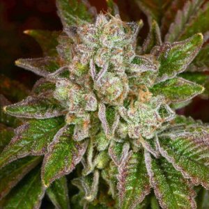 An image of Sweet Thang