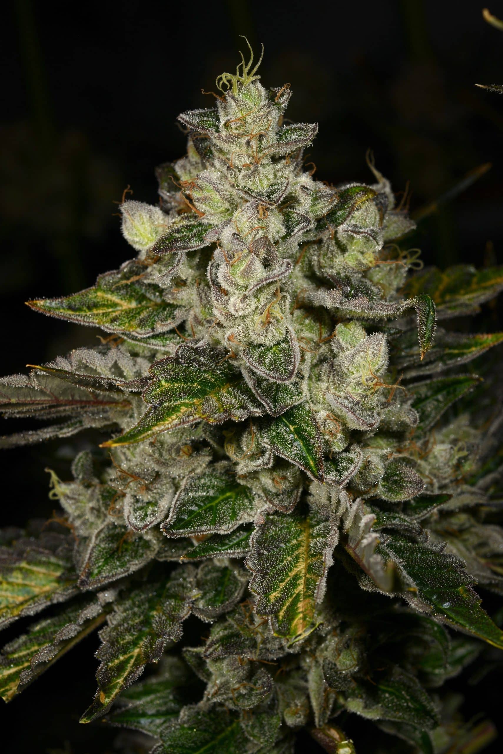 An image of The Potion