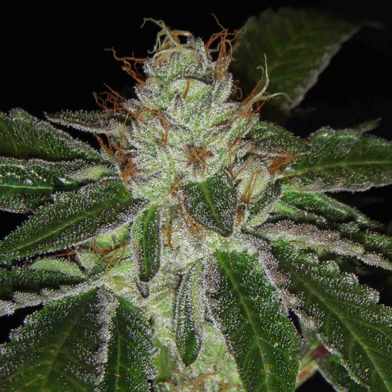 An image of UltraViolet OG