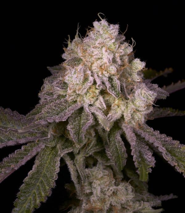 An image of Zazul