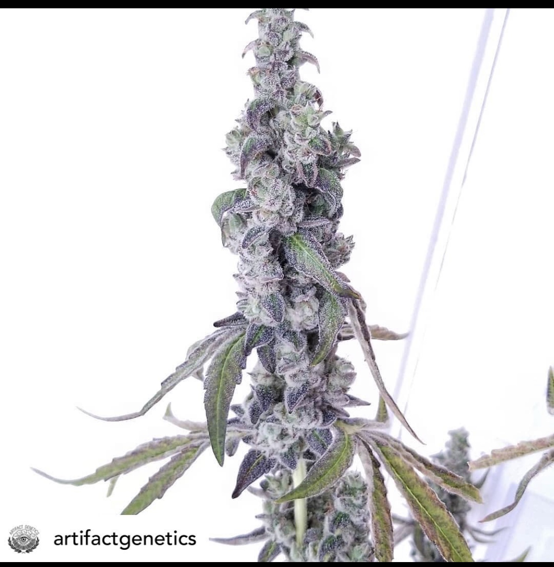 An image of LA Bubblecake