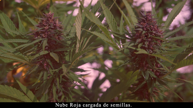An image of Nube Roja