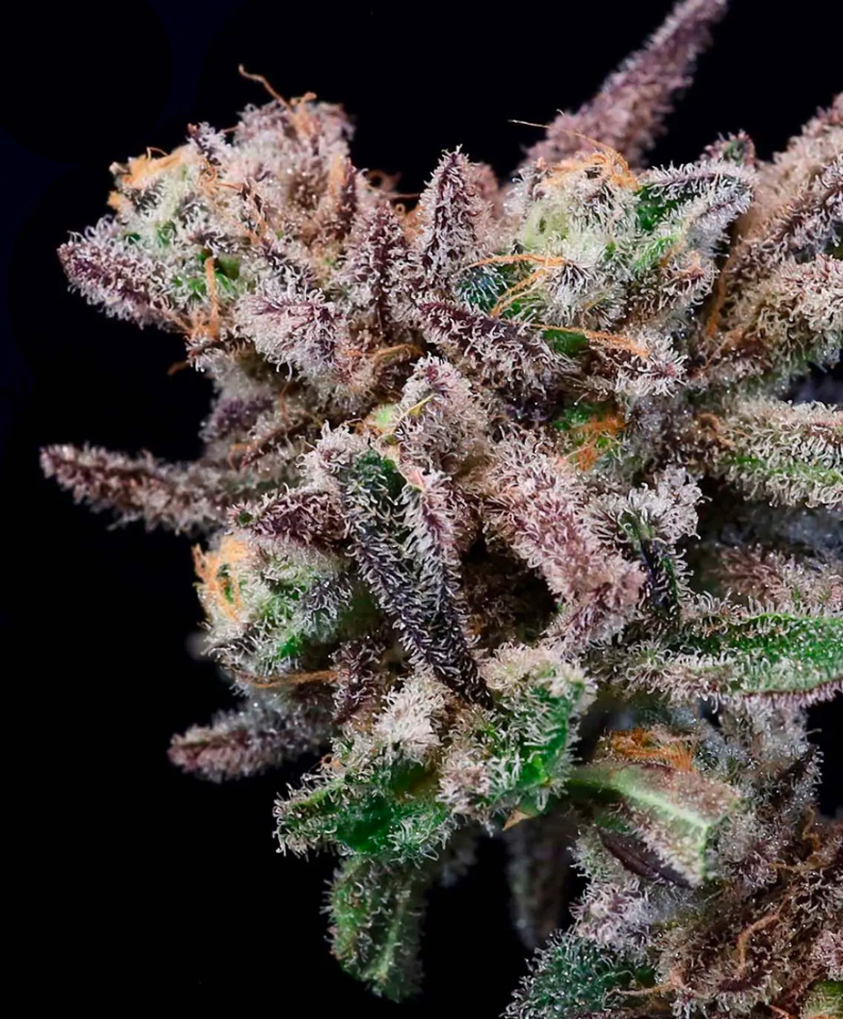 An image of Banana Cream Sundae