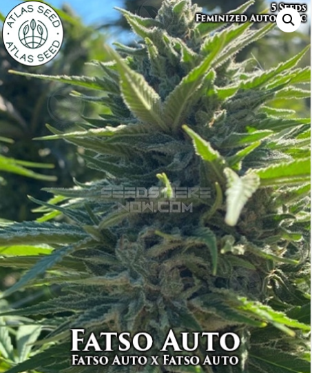 An image of Fatso Auto