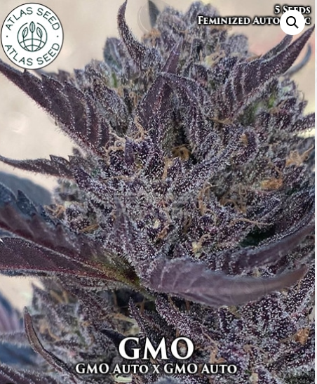 An image of GMO