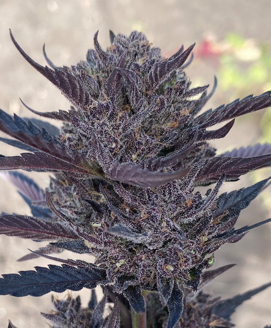 An image of GMO 8
