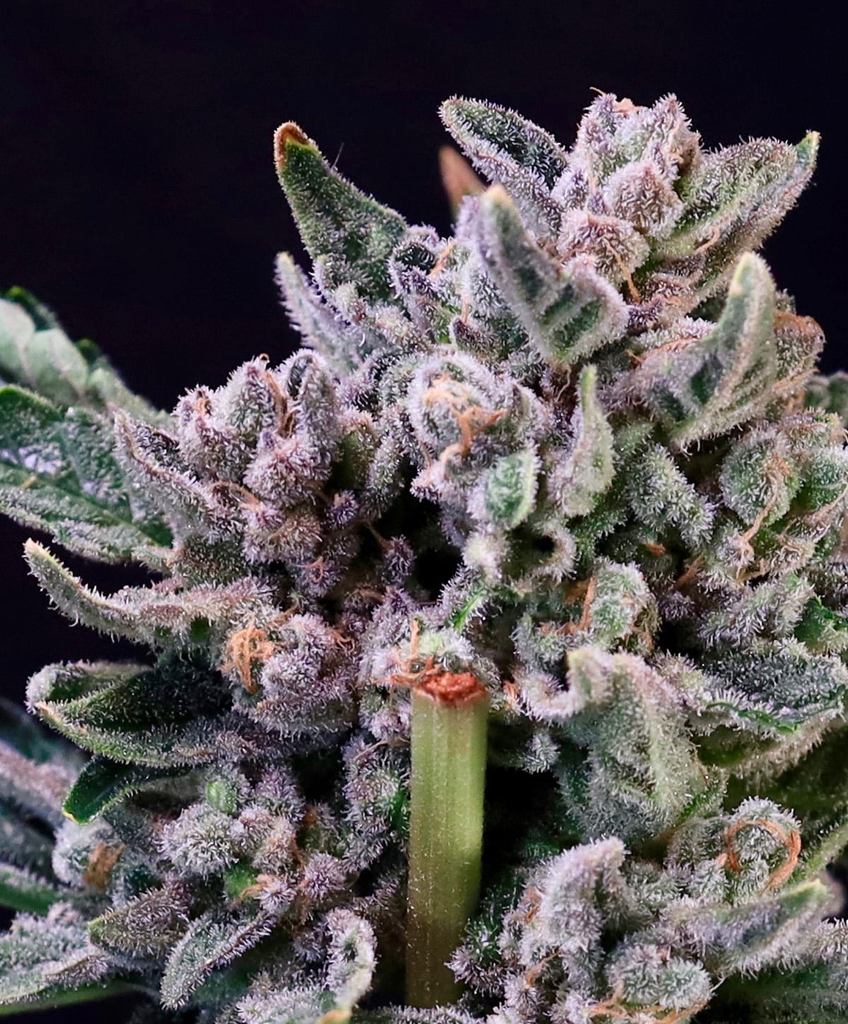 An image of Gelato 41