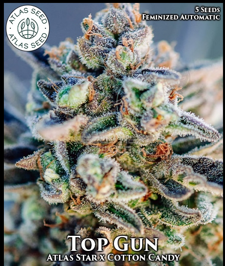 An image of Top Gun