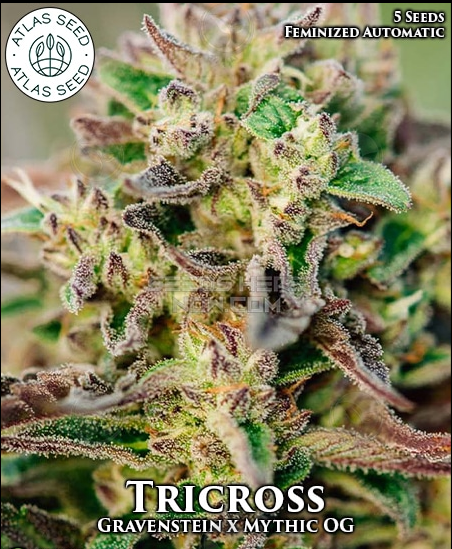 An image of Tricross