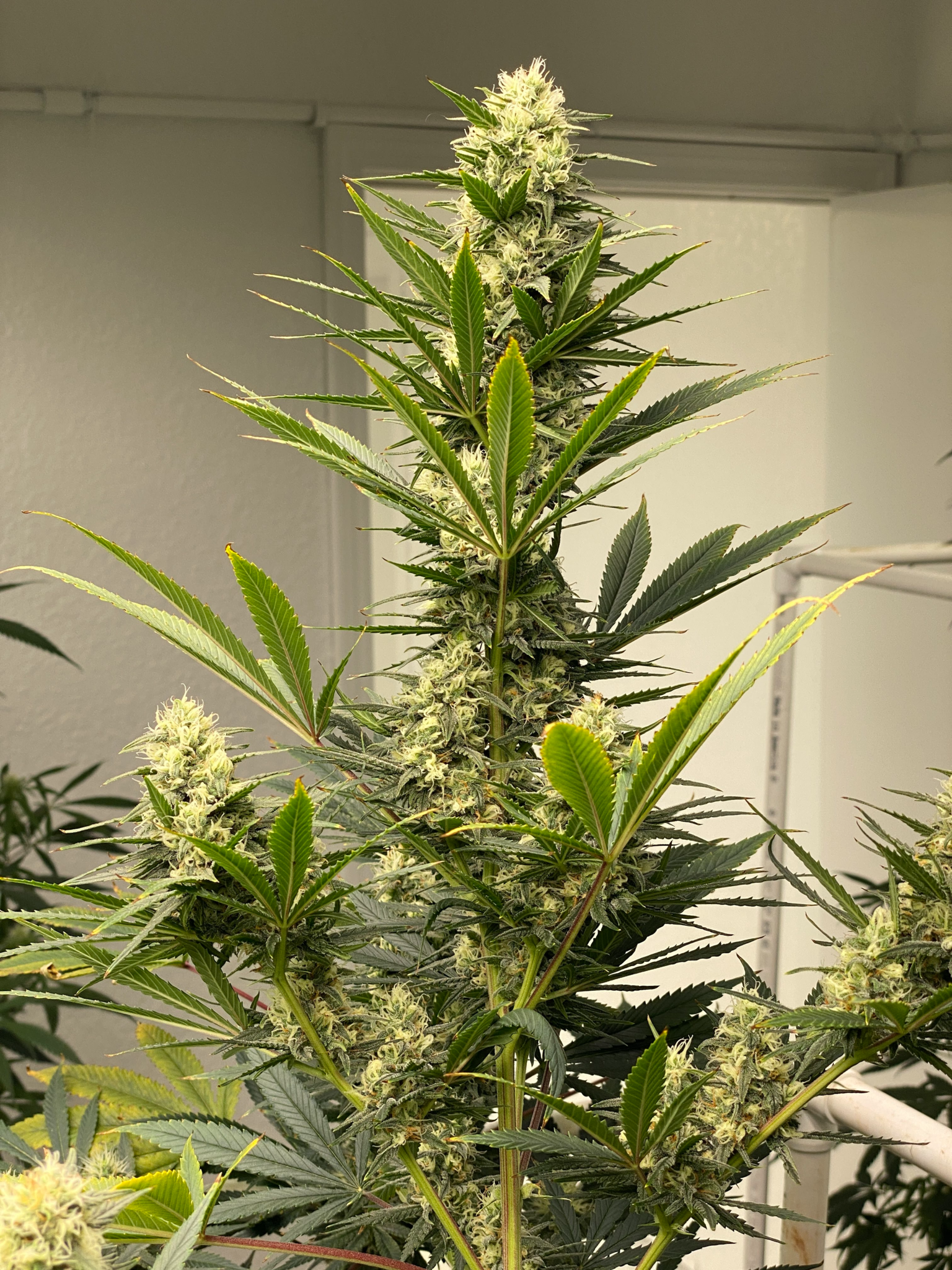 An image of Original Skunk No.1