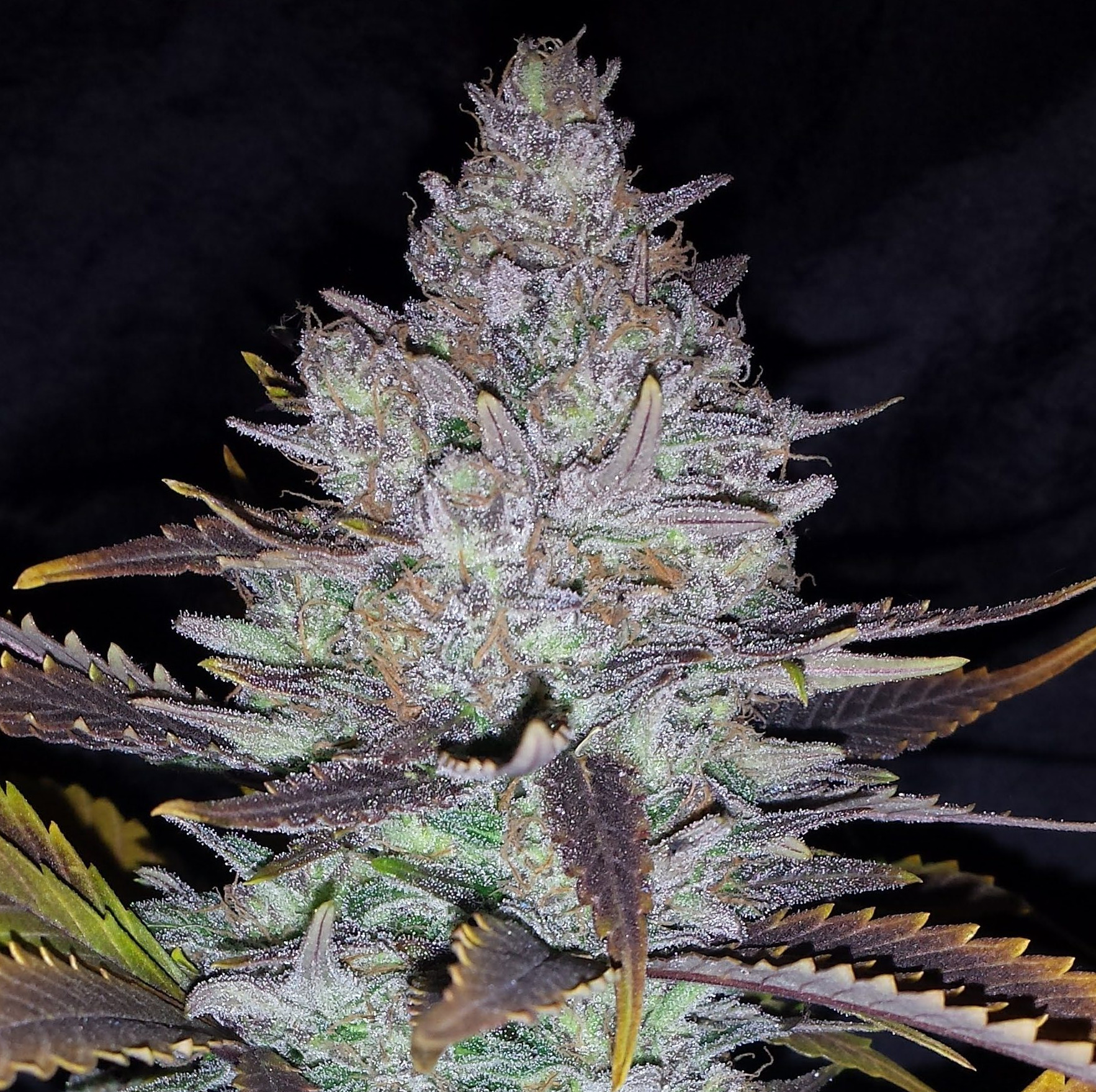 An image of Critical Hash OG