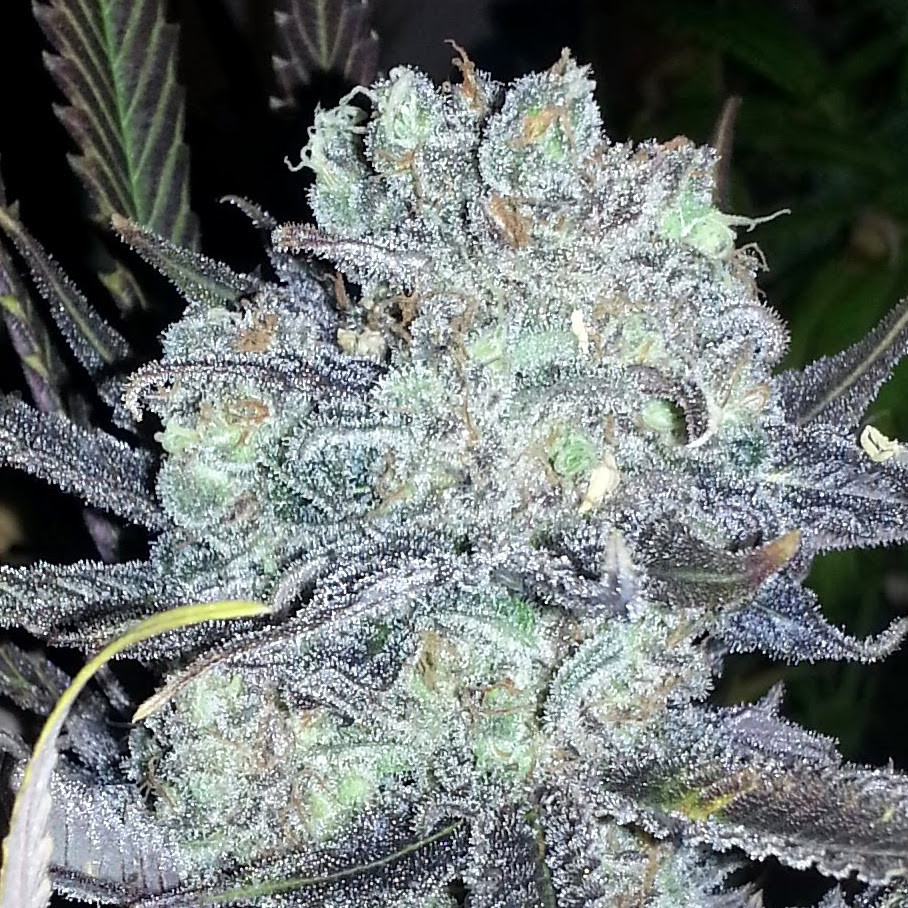 An image of Sweet One