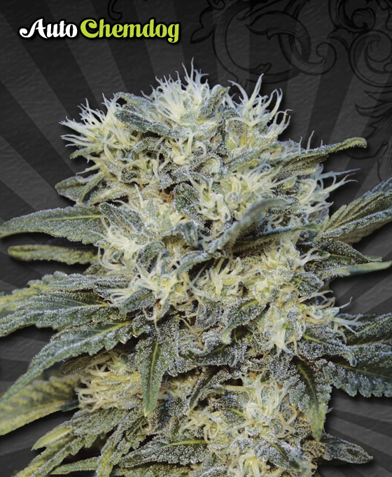 An image of Auto Chemdog