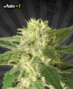 An image of Auto #1
