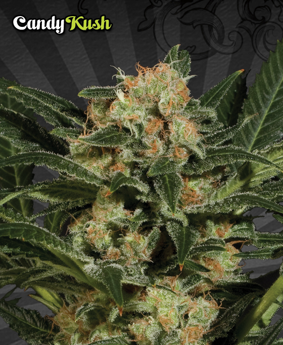 An image of Candy Kush