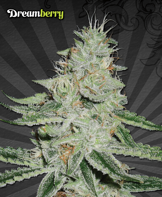 An image of Dreamberry
