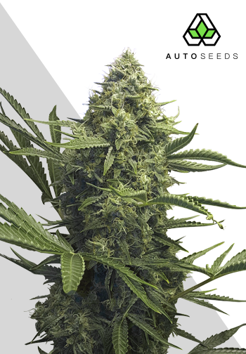 An image of Sweet CBD Auto