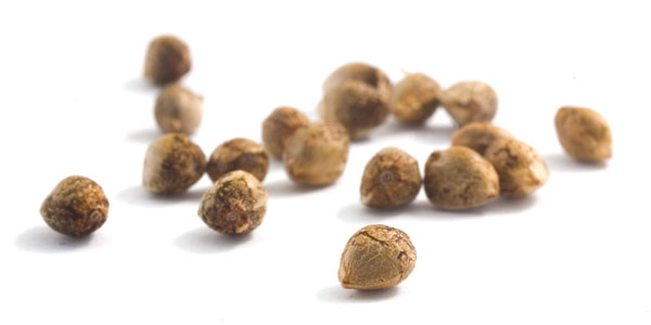 An image of Calipso