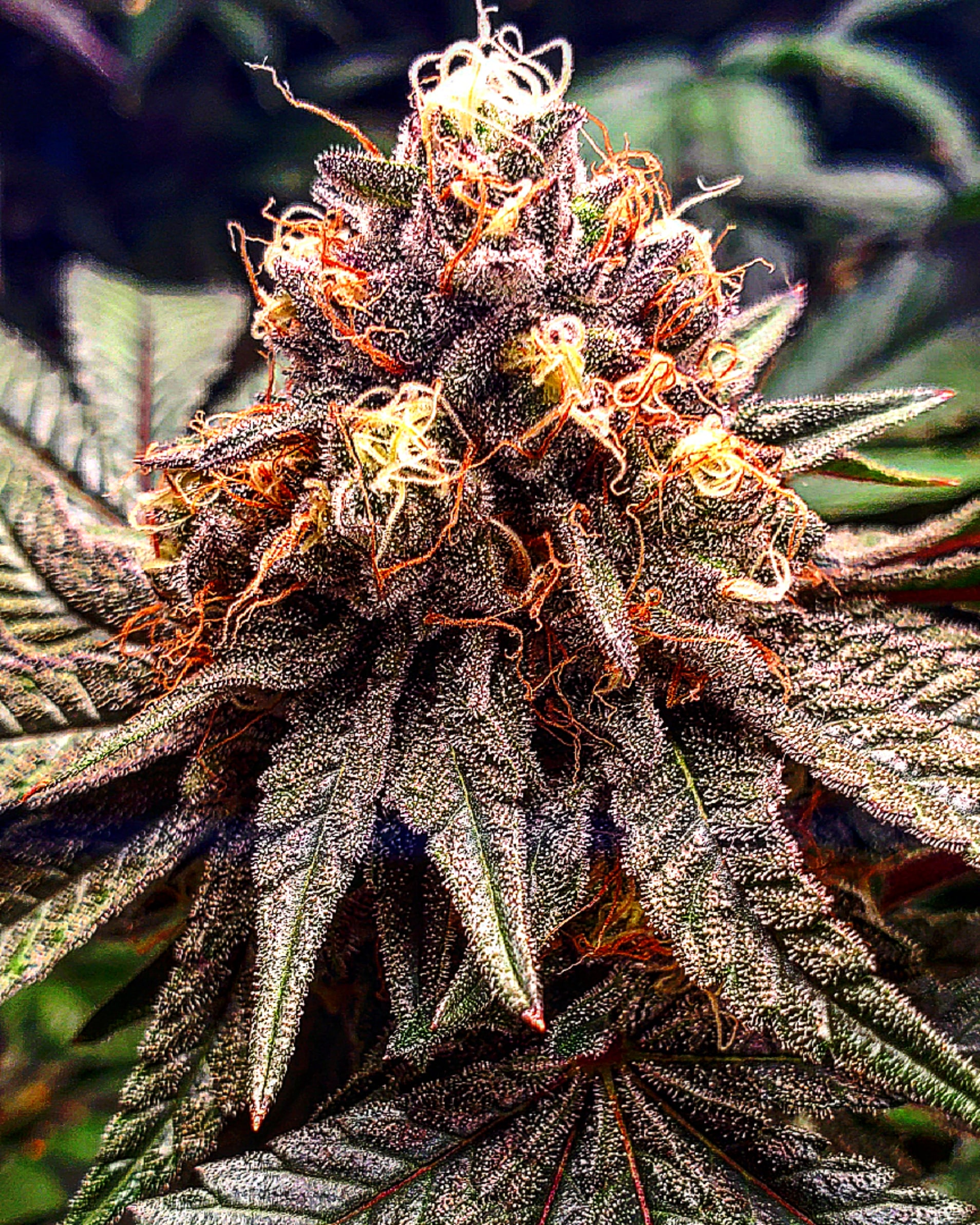 An image of Hawaiian Grape Crush