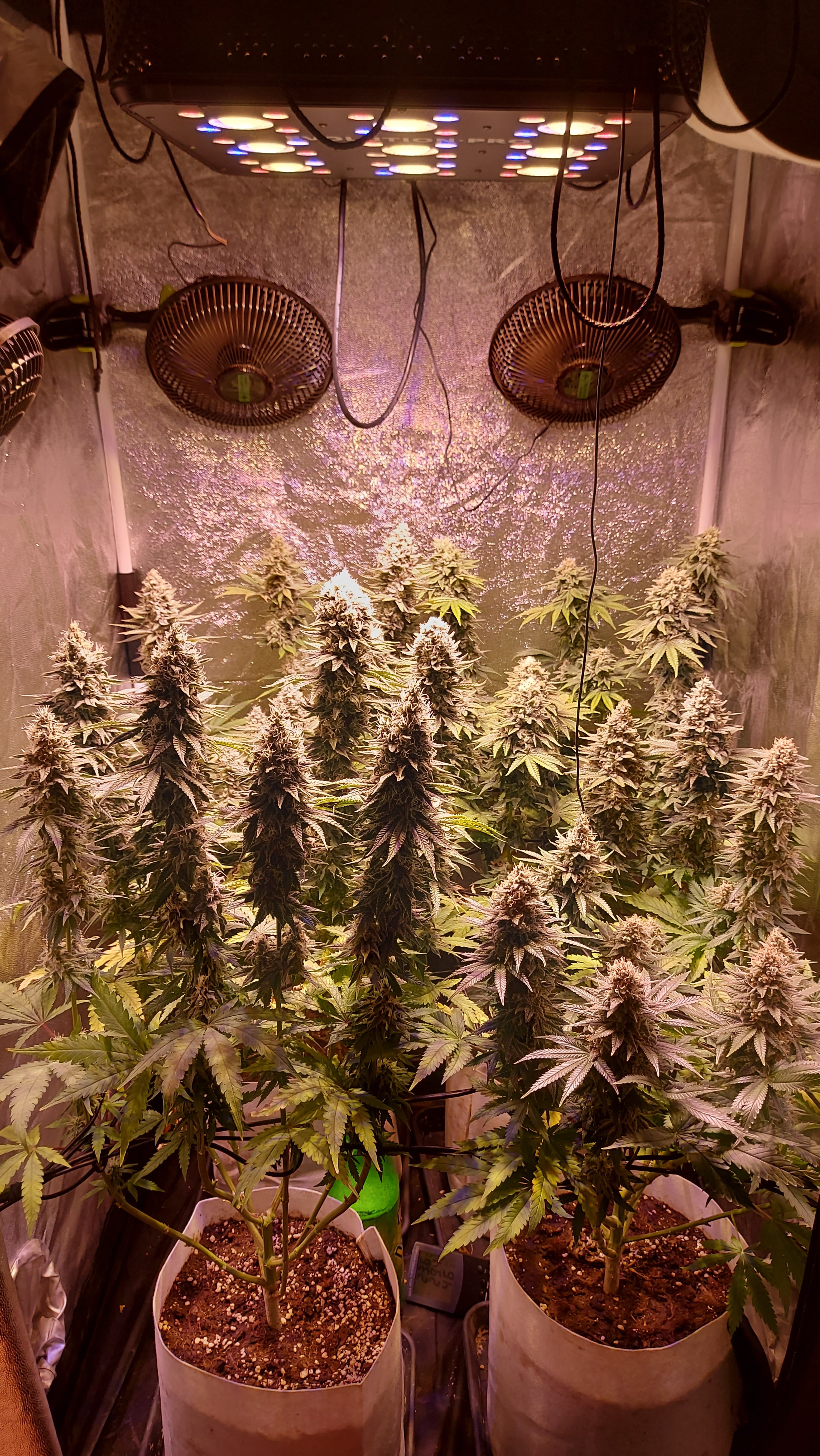 An image of Guerrilla Norte x Blueberry Muffin