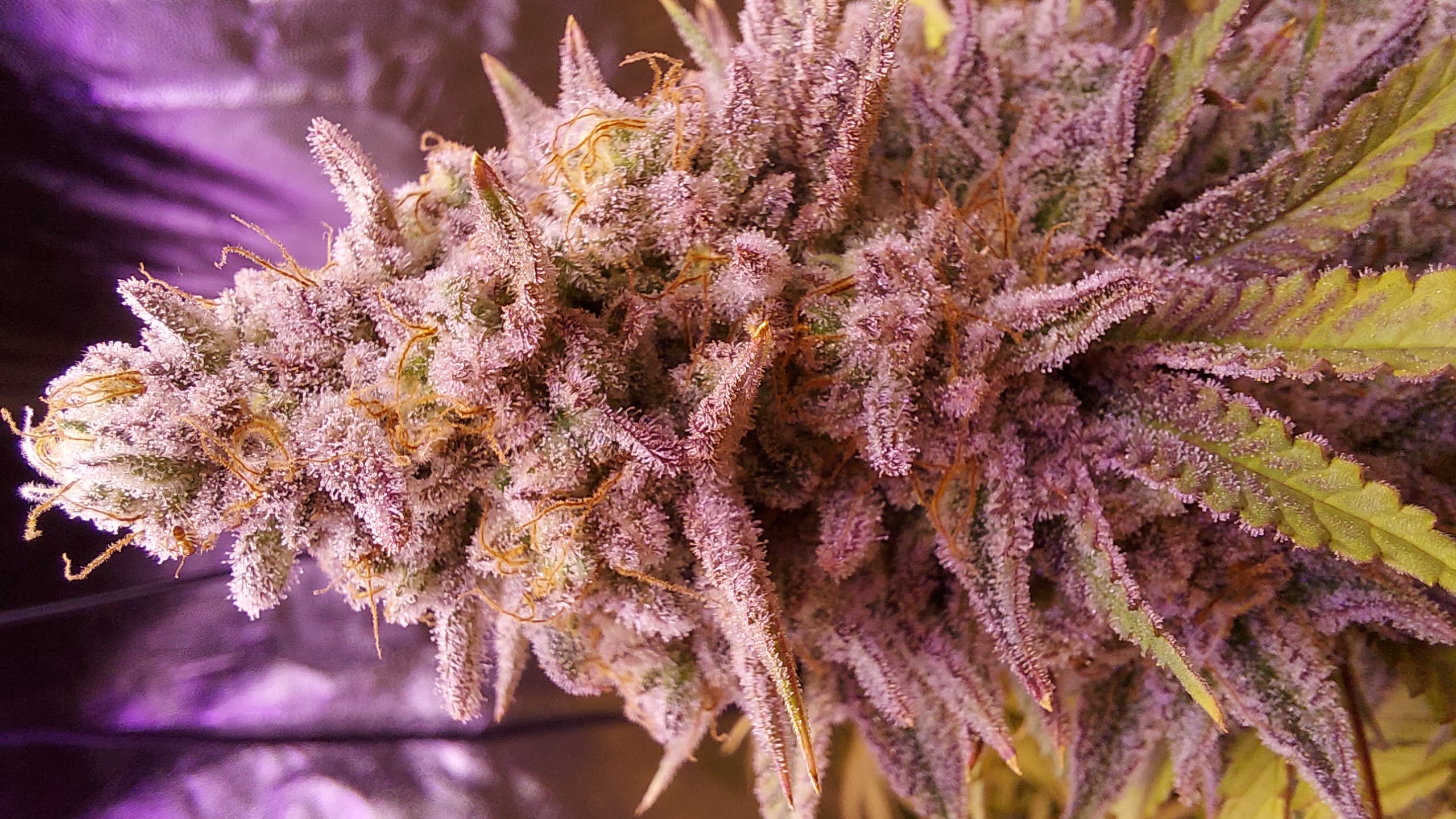 An image of Mimosa x Blueberry Muffin