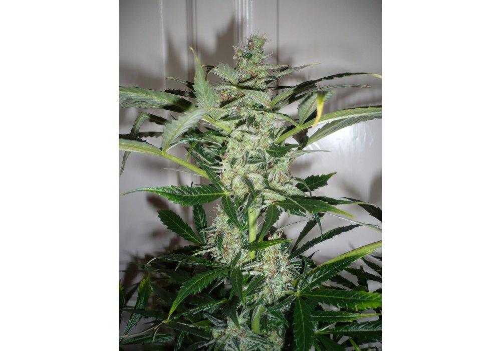 An image of Auto Massive Bud