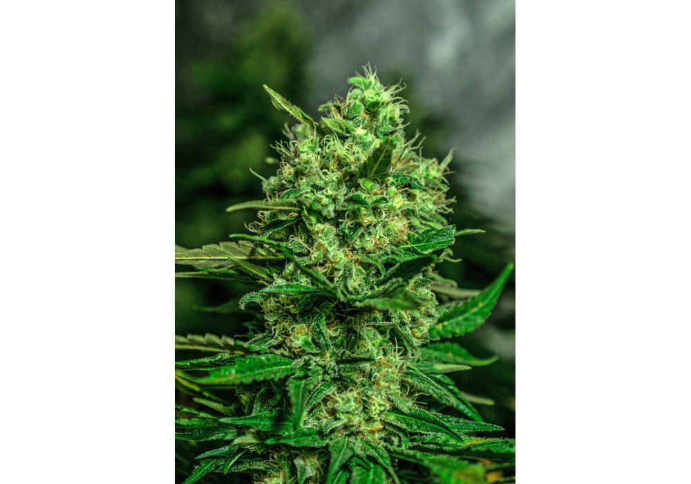 An image of White Widow