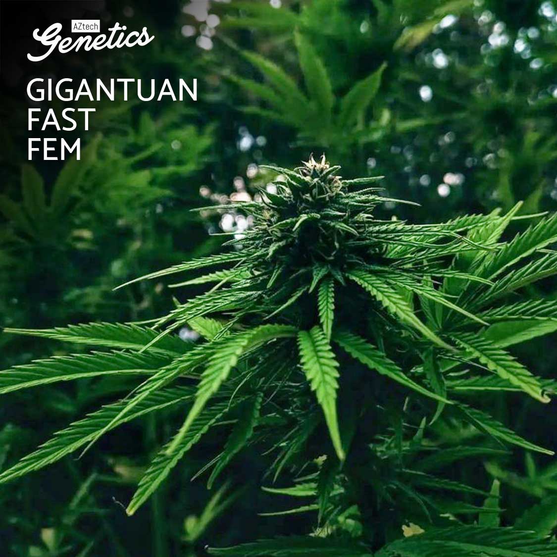 An image of Gigantuan Fast
