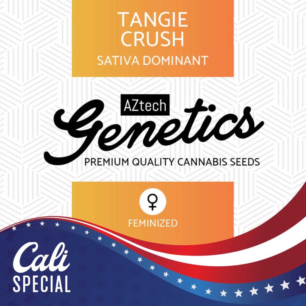 An image of Tangie Crush