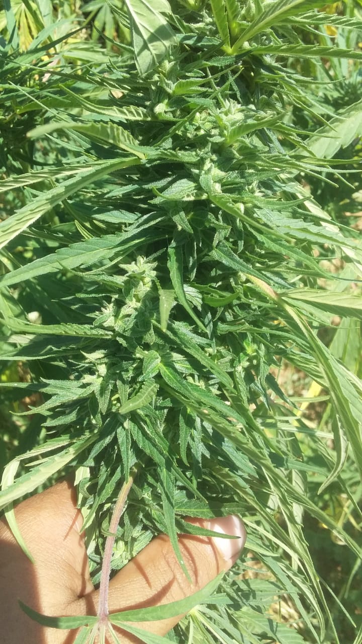 An image of KIF Ketama