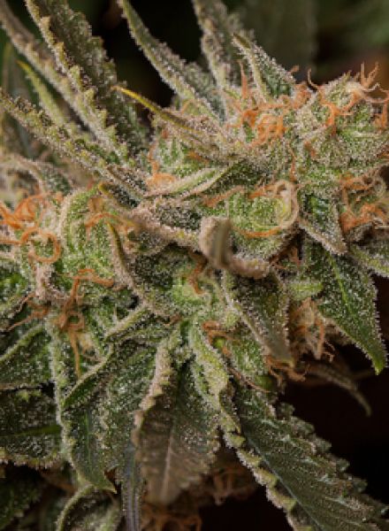 An image of Cookie Dog Autoflower