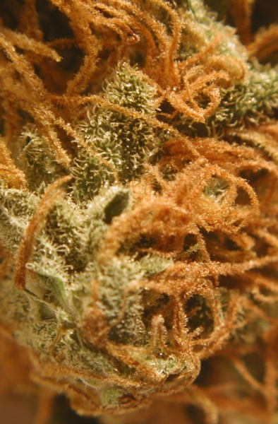 An image of BC Cheese