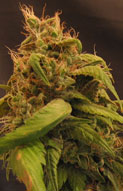 An image of BC Skunk #1 / NL