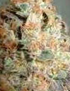 An image of BC Sweet Dreams