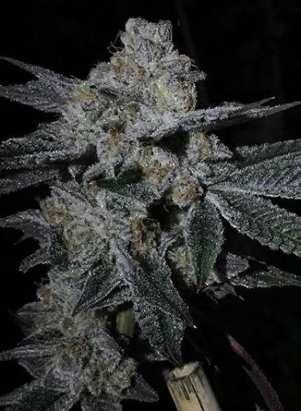 An image of Dosi Cookies